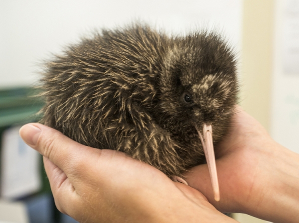 Появление на свет птенцов киви в столице Новой Зеландии произвело фурор