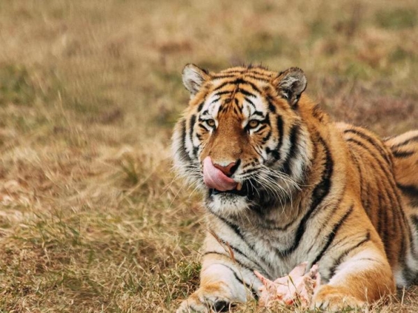 В Приморье проверяют данные о нападении тигра на коня