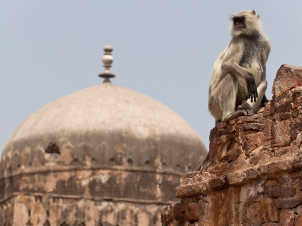 «Вырвала внутренности»: обезьяны убили 10-летнего мальчика около храма