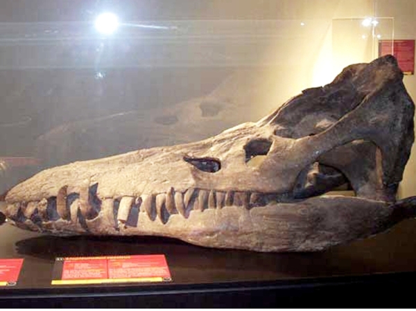 Гигантский череп доисторического чудовища с «побережья Юрского периода» удивил ученых