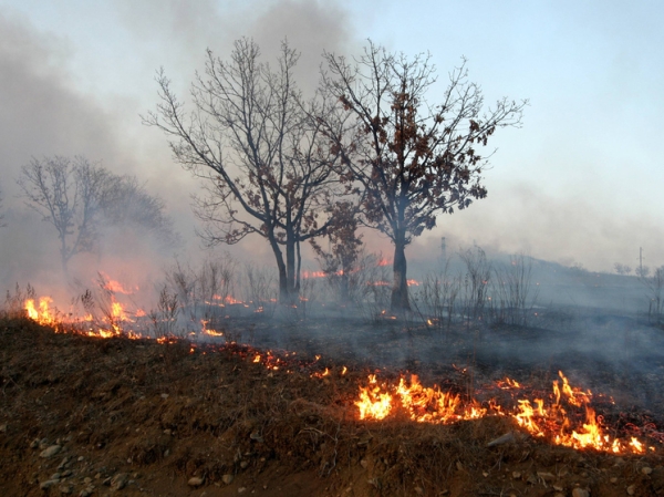 Ивановские ученые изобрели новое средство борьбы с ландшафтными пожарами