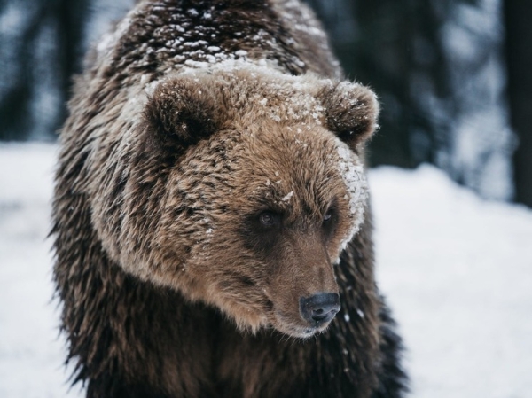 Медведь-шатун напал на сторожа на Камчатке