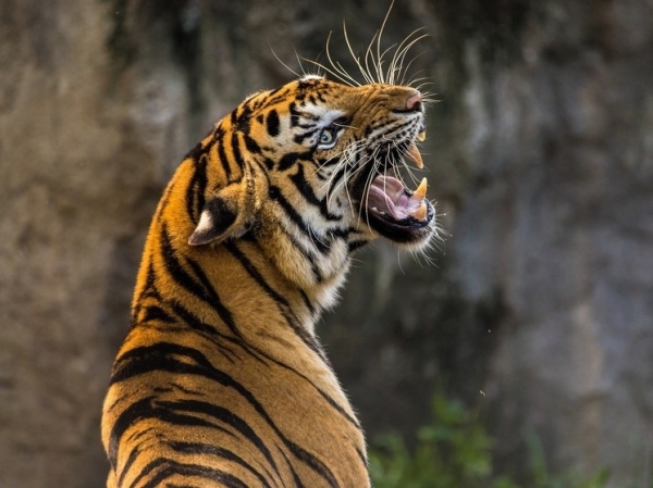 В зоопарке нашли тело мужчины в вольере тигра: ботинок в пасти