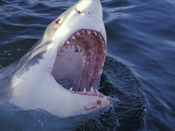 Мужчина стал жертвой акулы: подробности смертельного нападения