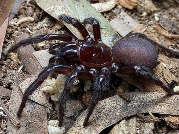 Рекордных размеров самец самого смертоносного паука найден в Австралии