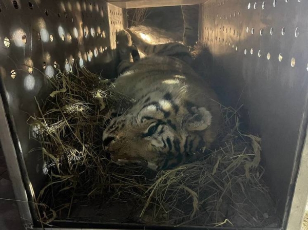 Настрадался из-за человека: у тигра, отловленного в Хабаровском крае, обнаружили многочисленные травмы