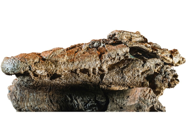 Раздавленного убийцу динозавров обнаружили археологи в Австралии