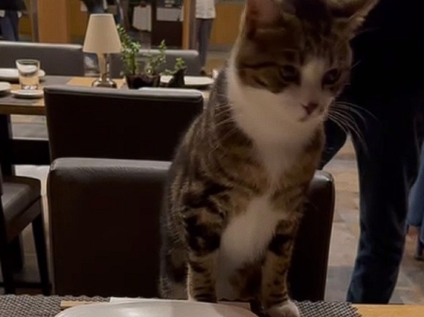 В турецком ресторане к Марии Захаровой подсел котик