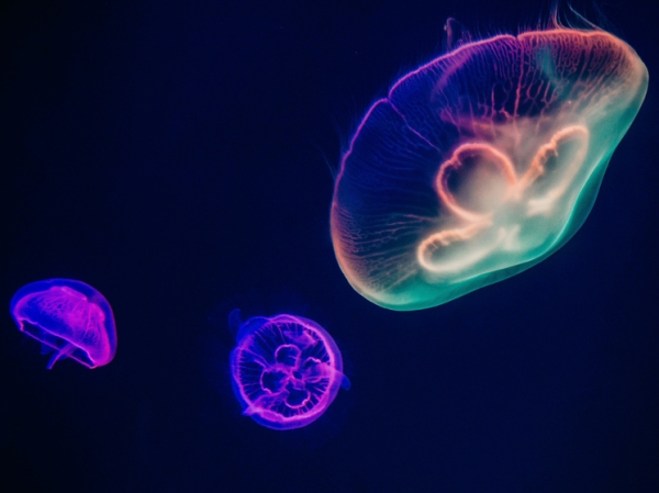 Выявлен неожиданный эффект белка медузы при обнаружении отпечатков пальцев